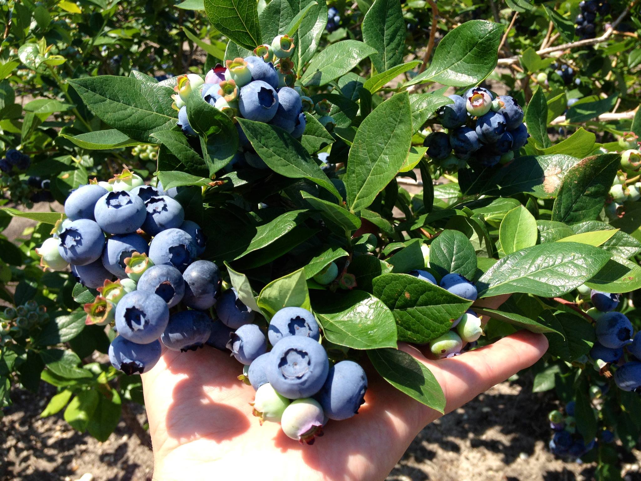 Blueberry Pink Lemonade - LARGE Plant - for the Patio or Garden - Pink  Berry Plants