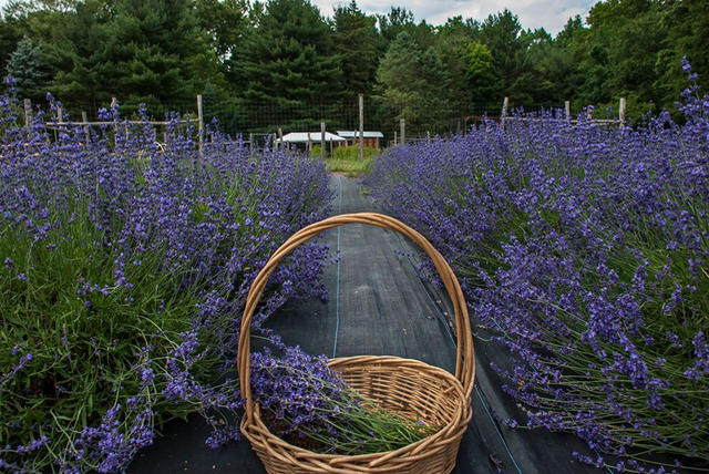 Can Jersey Grow Lavender In New